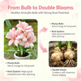 thumbnail image 3 of Amaryllis, Low Maintenance - Easy Grow - Ideal for Beds Borders, Plant Pots & Planters, 3 of 5