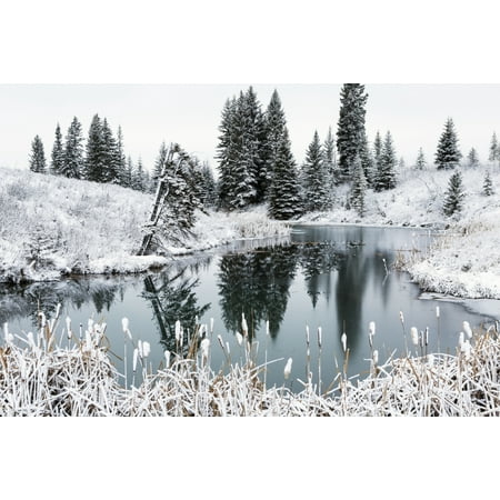 An open pond in the winter with snow covered hilly banks evergreen trees and bulrushes Calgary Alberta Canada Canvas Art - Michael Interisano Design Pics (19 x 12)