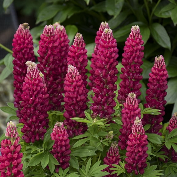 Direct Gardening Westcountry Red Rum Lupine Dormant Bare Root Flowering Perennial Starter Plant