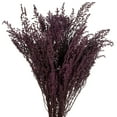 thumbnail image 2 of Vickerman 14-18" Violet  Stoebe Bundle, 2 of 4