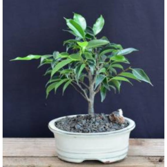 Oriental Ficus Bonsai Tree Plant - Small (ficus benjamina 'orientalis')