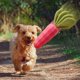 thumbnail image 4 of Juguete para Mascotas Zanahoria de Goma Sunnimix Juguetes interactivos, 4 of 8