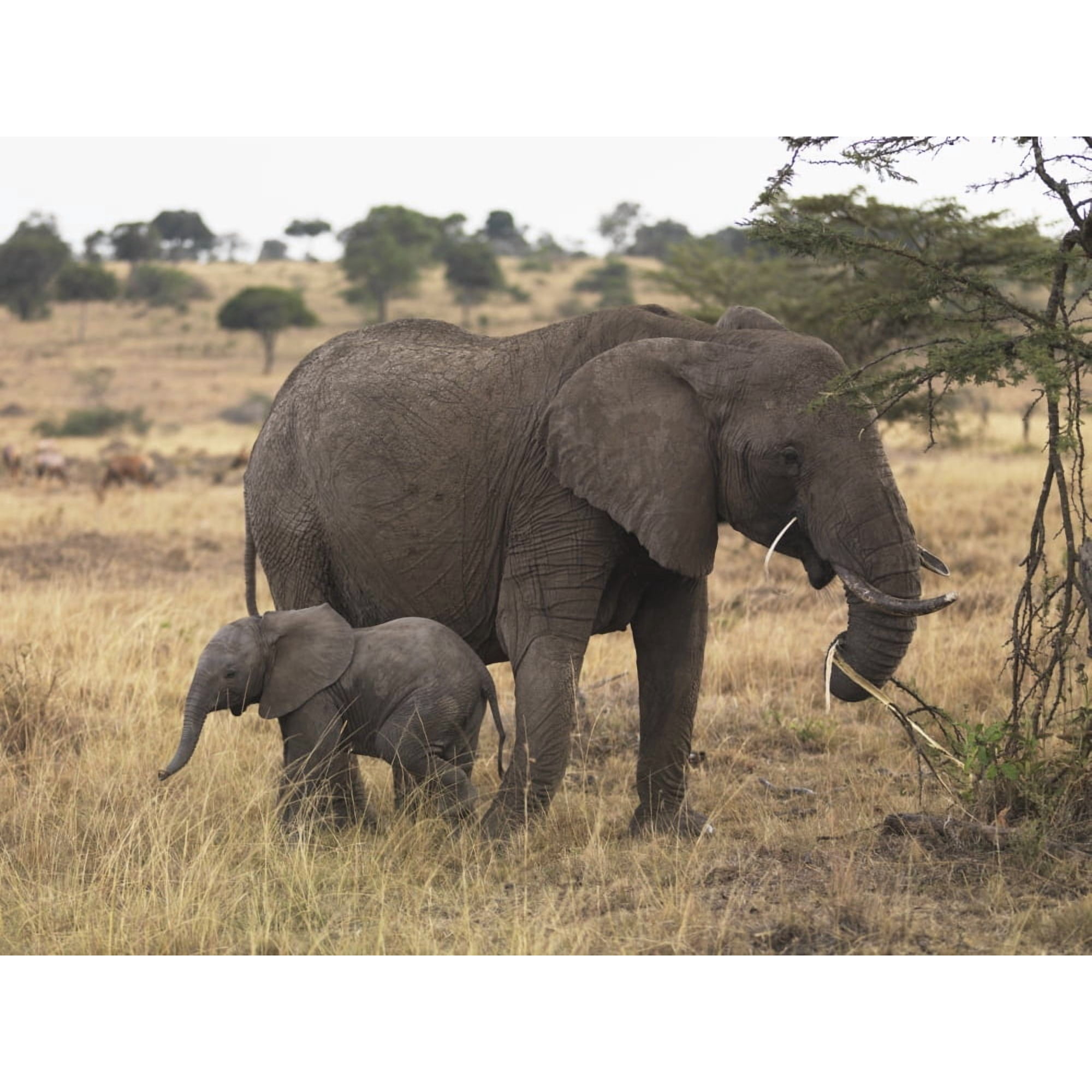 DPI1865772 Mother & Baby Elephant Poster Print, 17 x 13