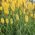 thumbnail image 2 of Glowstick Yellow Hot Poker - Kniphofia uvaria - Perennial Plant - Gallon Pot, 2 of 2