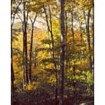 thumbnail image 2 of Mansfield, Kathy 26x32 Gold Ornate Wood Framed with Double Matting Museum Art Print Titled - Sanctuary Woods II, 2 of 4