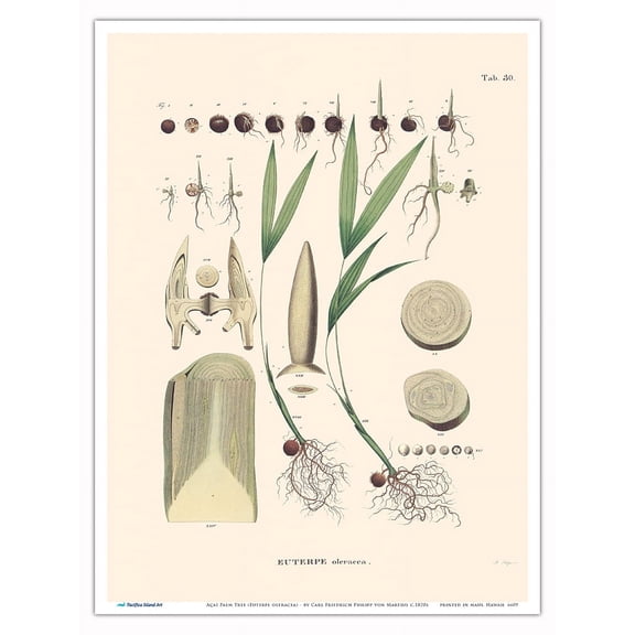 Açaí Palm Tree (Euterpe oleracea) - Betal nut-subfamily - Vintage Botanical Illustration by Carl Friedrich Philipp von Martius c.1820s - Master Art Print (Unframed) 9in x 12in