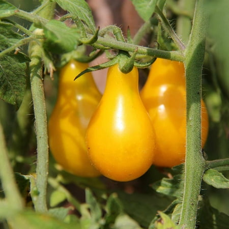 Tomato Garden Seeds - Yellow Pear - 1 Oz - Non-GMO, Organic, Heirloom, Vegetable Gardening Seed