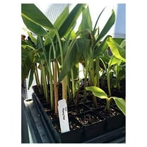 Pisang Raja Banana Plant - King of Bananas - Live Plant