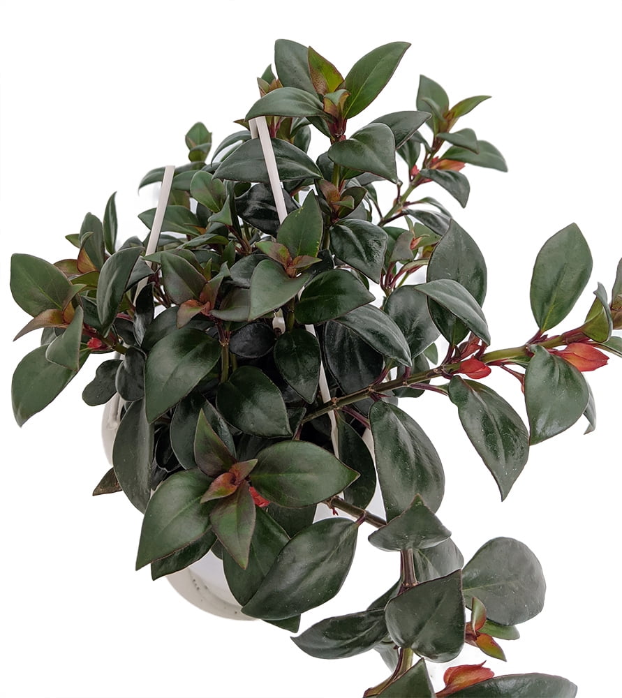 Black Gold Goldfish Plant - Nematanthus - 4.5" Hanging Basket -Blooms Frequently - Walmart.com ...