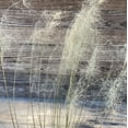 thumbnail image 5 of White Cloud Muhly Grass - Muhlenbergia capillaris 'White Cloud', 5 of 7