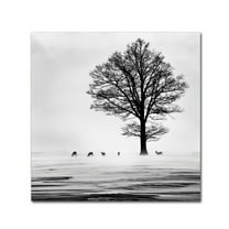 Trademark Fine Art 'Roes' Canvas Art by Dansiga