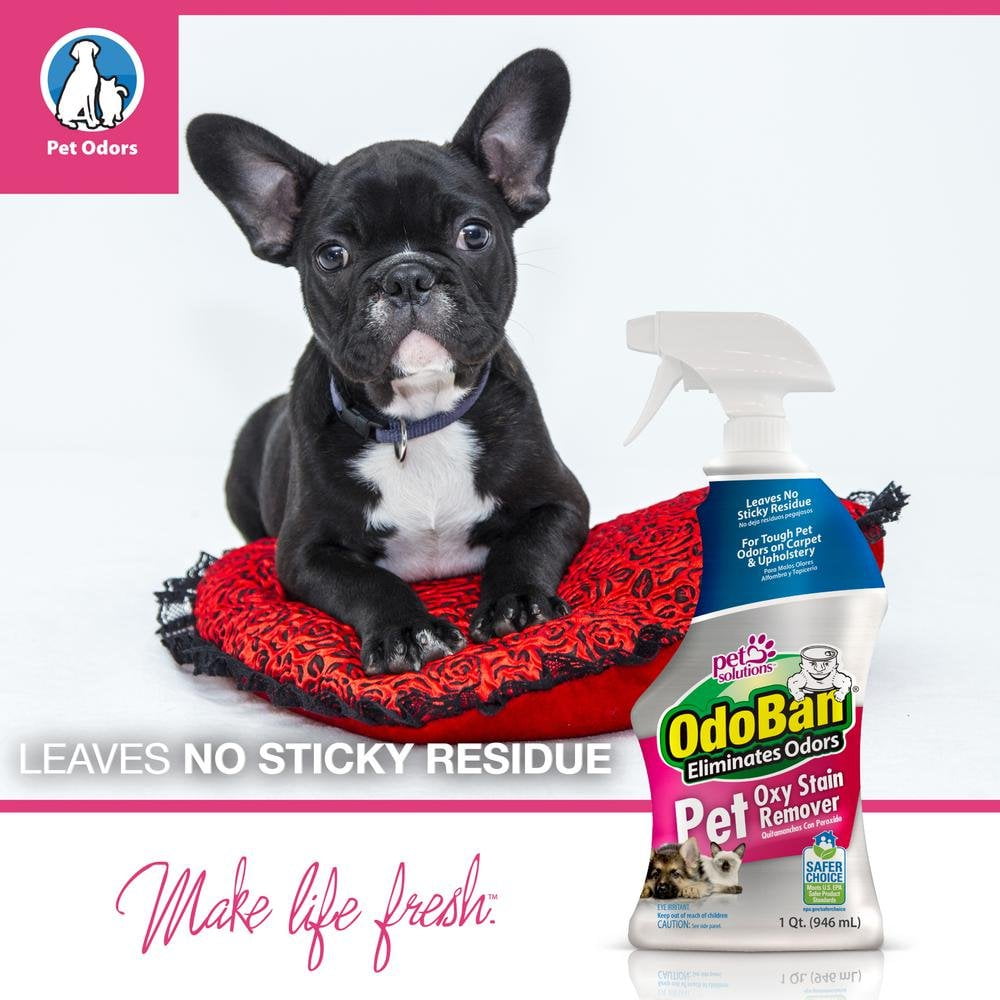 OdoBan Pet Solutions 32oz Spray Bottle Oxy Stain Remover, 3-Pack 3 Pack