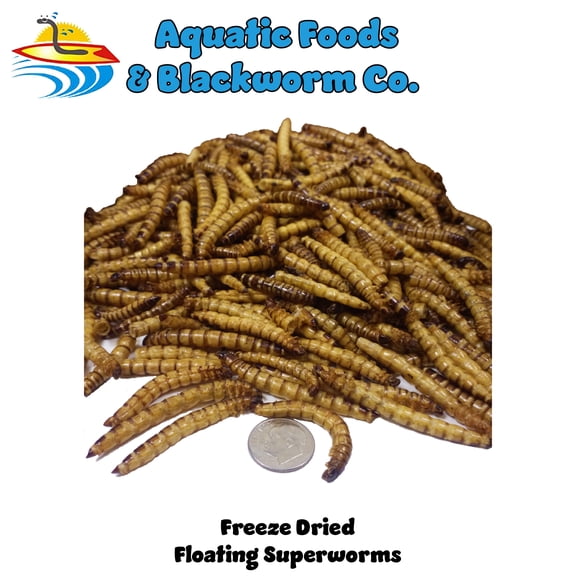 Superworms, Freeze Dried for Large Tropicals, Koi Fish, Hamsters, Sugar Gliders, Hedgehogs, All Rodents, Birds, All Reptiles and Turtles - 1/8-lb