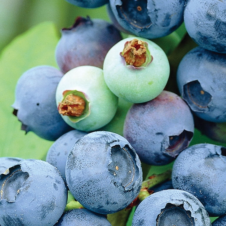 Expert Gardener Blueberry Collection #2 (Set of 2 Dormant Bare