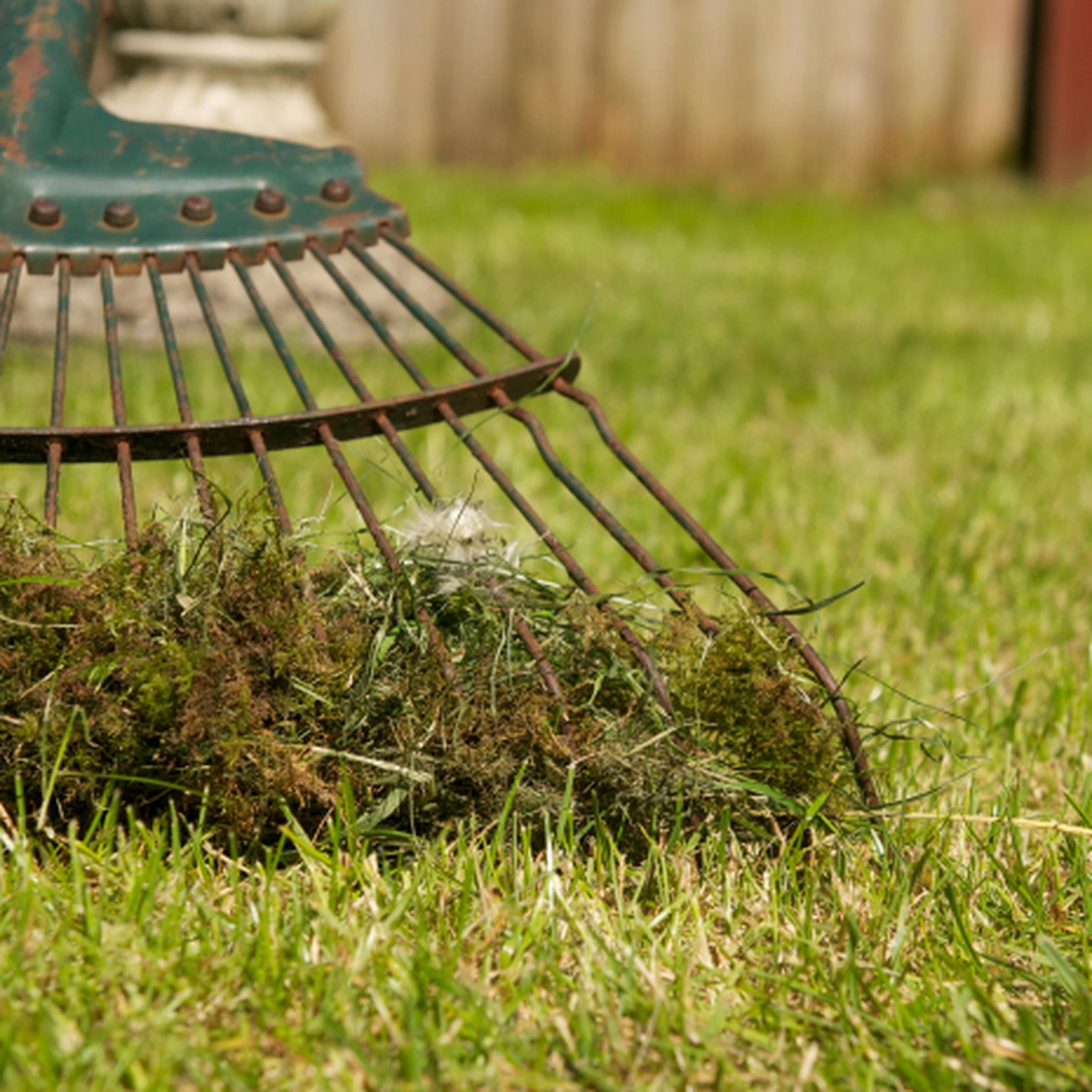 Lilly Miller Moss Out! for Lawns with 10% Iron, Moss Weed Killer, 20 lb. 1 Count