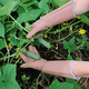 thumbnail image 5 of Par de guantes de jardinería resistentes a las espinas para recortar rosas, protección larga para el antebrazo para mujer, 5 of 5