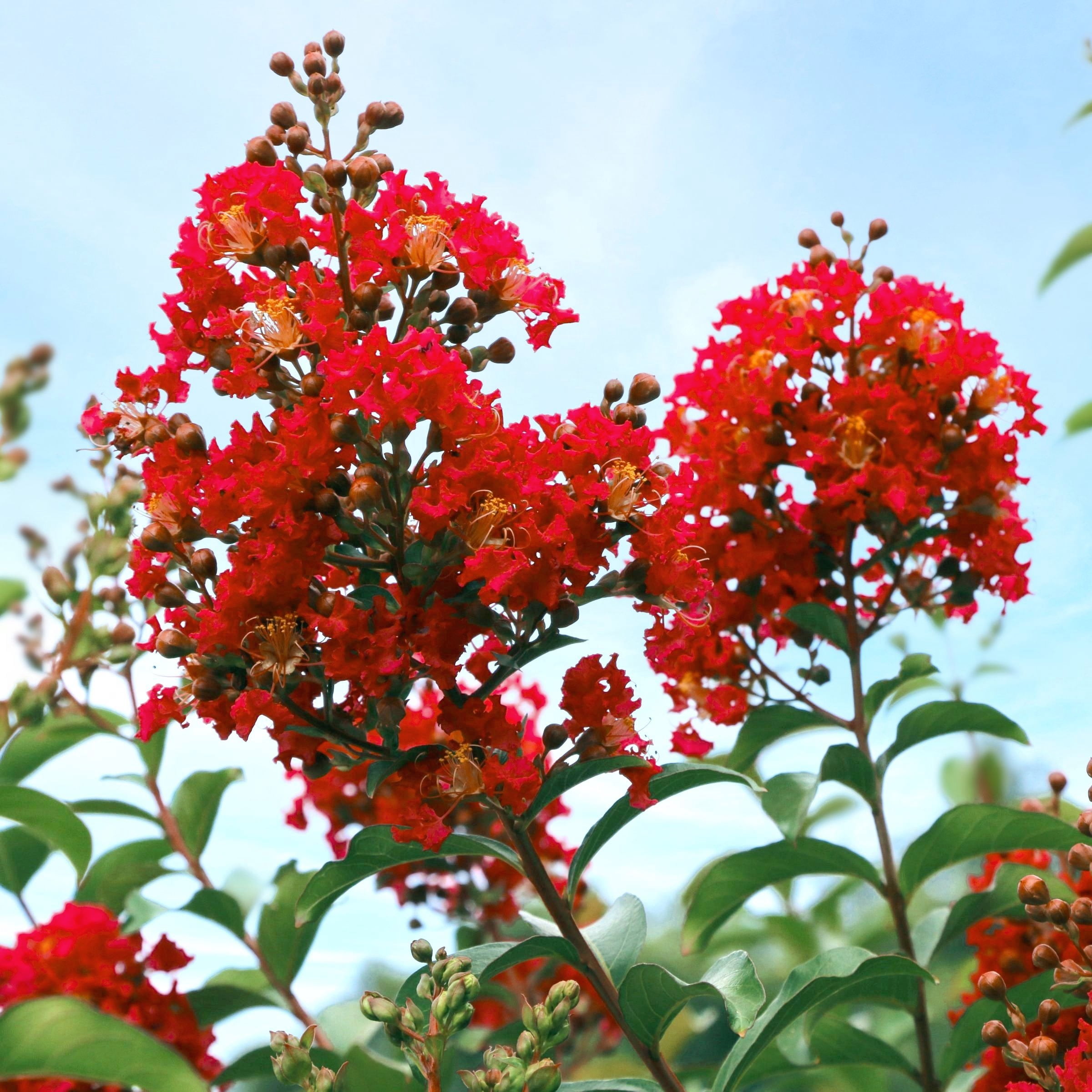 3 gal. Crape Myrtle Miss Frances Shrub with Pink Flowers