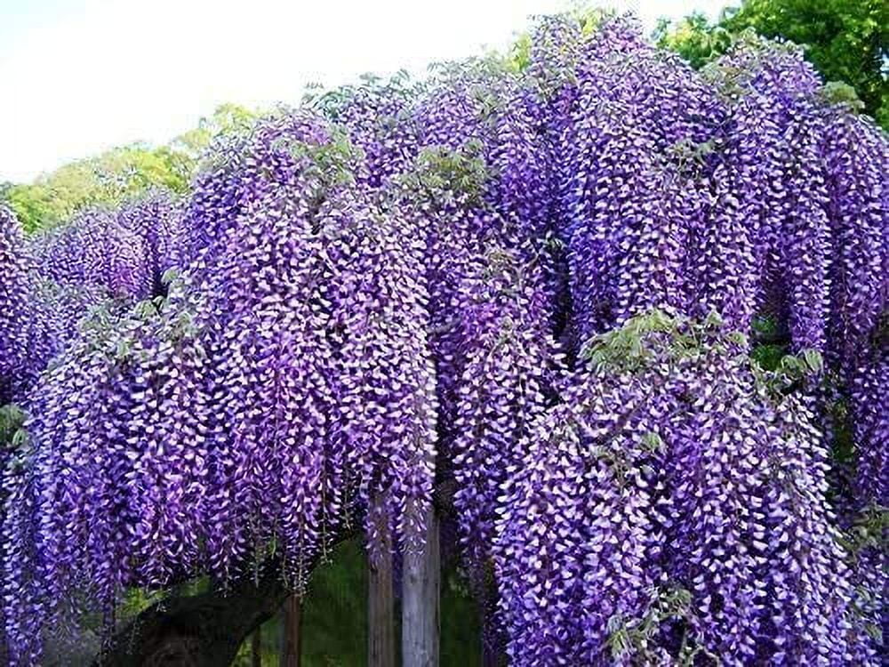 Beautiful Blue Moon Wisteria, Vine Plant, Attracts Hummingbirds, Potted Plant Fragrant Flowrs, in Dormancy (1-2 Feet). not for Sale California