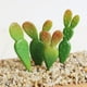 thumbnail image 3 of Plantas de cactus artificiales, flores de plástico, plantas para ventanas de oficina y de interior. 4 4 piezas 9.5 x 2cm, 3 of 7