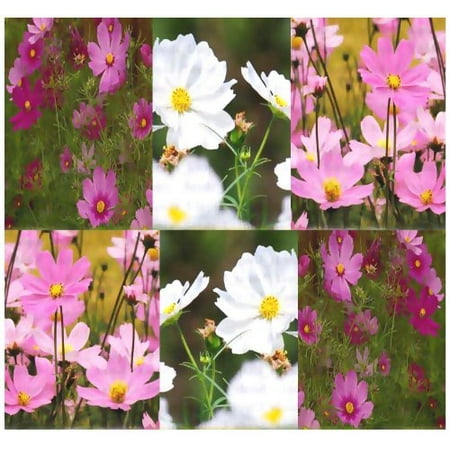 Heirloom Flower Bulbs - The Dirty Gardener Heirloom Cosmos Bipinnatus Sensation Flower Mix - 32,000 Seeds/8 Ounces