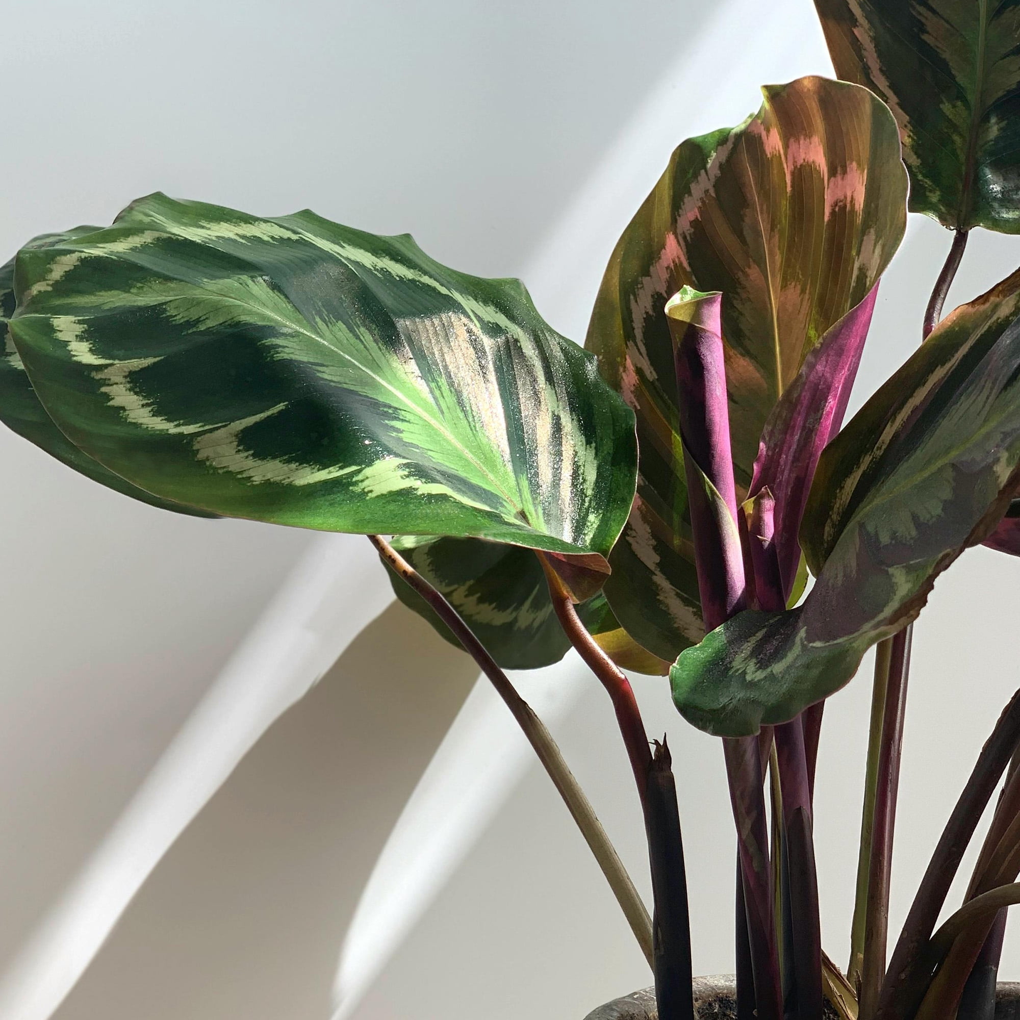 Element Calathea Medallion Live Plant in 6" White Decor Pot (Approx 15" Tall) Prayer Plant