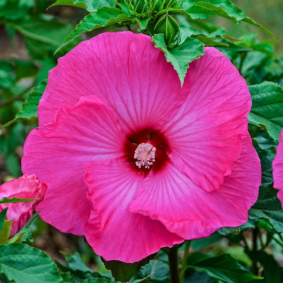 Rose Pink Flowering Luna Perennial Hibiscus Dormant Bare Root Starter Plant (1-Pack)