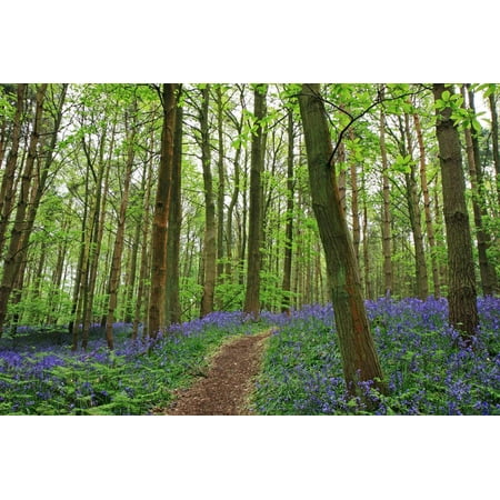 - Bluebell woods near Henley in Arden, Warwickshire, England, United Kingdom, Europe Print Wall Art By Martin Pittaway