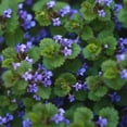 thumbnail image 2 of Creeping Charlie Friendship Plant - 5 Live Plants in 4 Inch Growers Pots - Pilea Nummulariifolia - Beautiful Textured Indoor Houseplant, 2 of 7