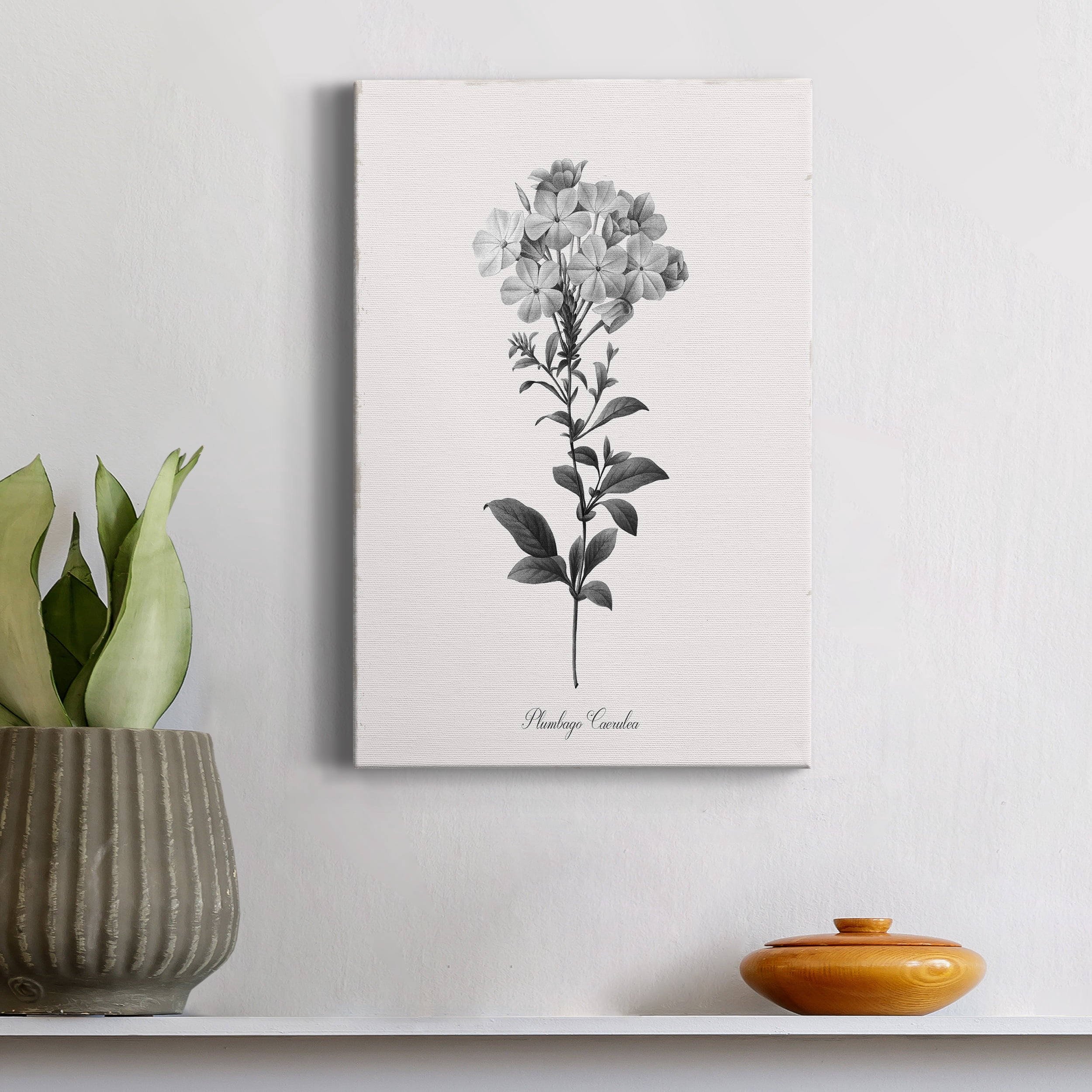 Simply Cape Leadwort Premium Gallery Wrapped Canvas - Ready to Hang - 18 x 27