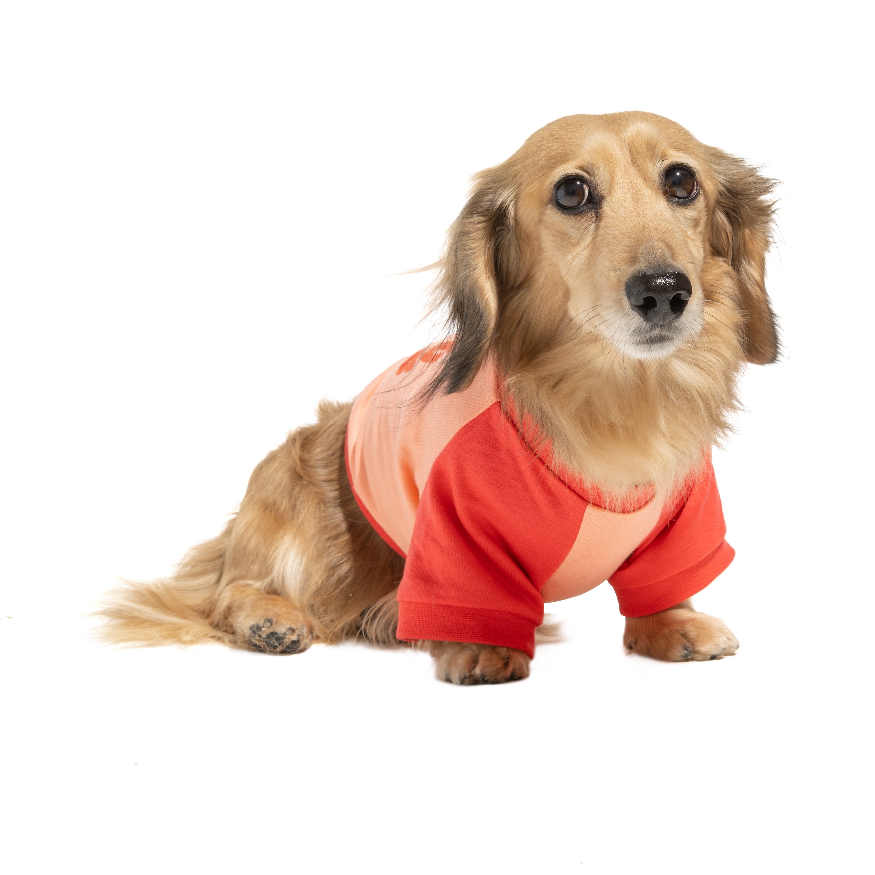 Oodles Pink Good Mood Club Spring Raglan Dog T-Shirt, Medium