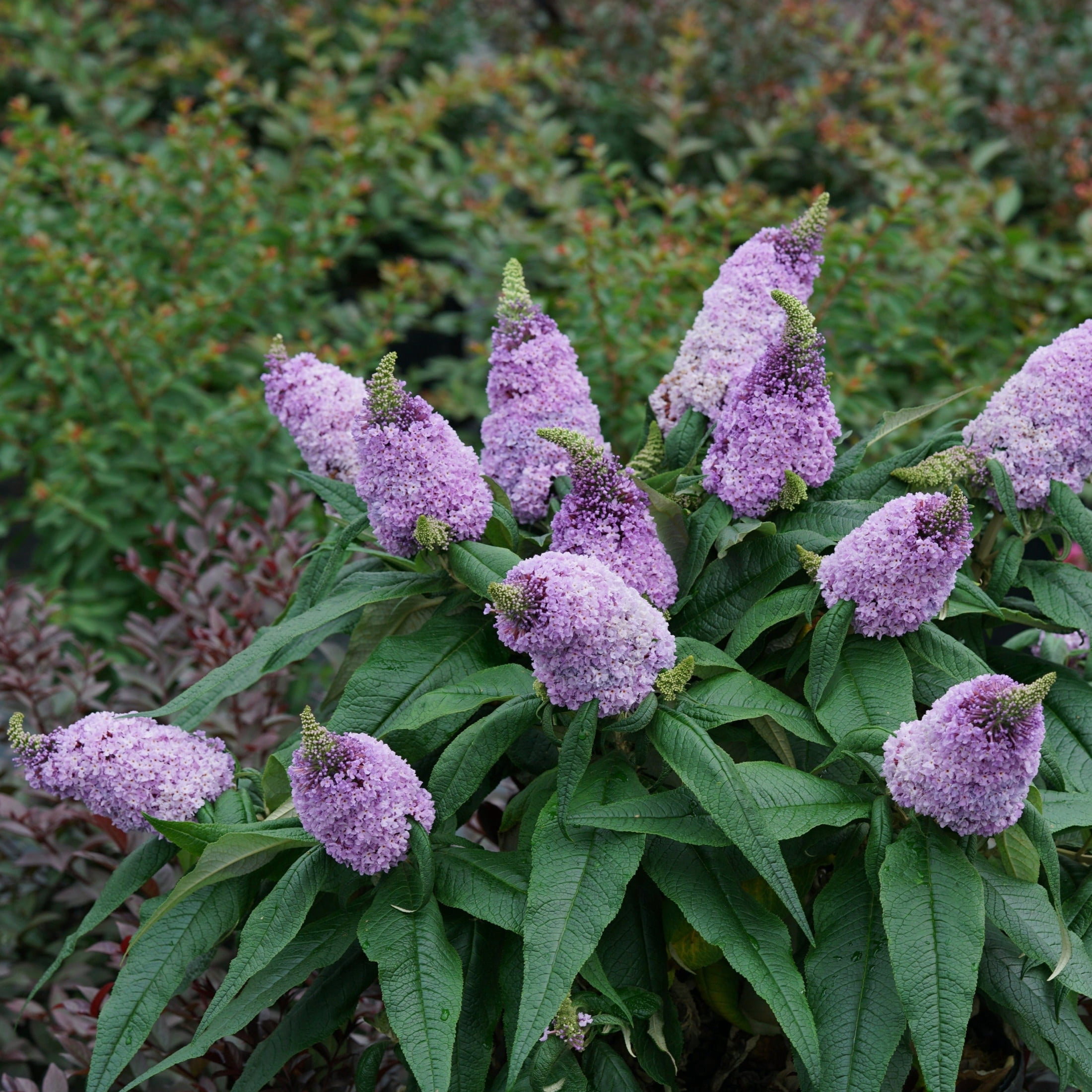 Proven Winners ColorChoice 5" Purple Pugster Amethyst Butterfly Bush Live Plant in 4.5" Pot (4 Count)