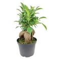 thumbnail image 5 of Ficus Ginseng (6"+ Minimalist Pot) - Bonsai Tree - Feng Shui Houseplants for Decoration - Live, Heathy, and Air-Purifying Indoor Plant, 5 of 7