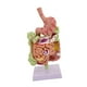 thumbnail image 5 of Modelo de anatomía del estómago humano con base para la enseñanza de exhibición de estudio en el aula, 5 of 9