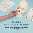 thumbnail image 5 of Axis Scientific Life-Size Human Skeleton Model, 5'6" Height, Articulated Bones with Numbered Landmarks, Mobile Stand, Study Guide & 3-Year Warranty, 5 of 11