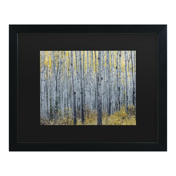 Trademark Fine Art 'Forest of Aspen Trees' Canvas Art by Pierre Leclerc
