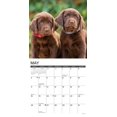 thumbnail image 3 of Lab Puppies 2025 Wall Calendar, 3 of 5