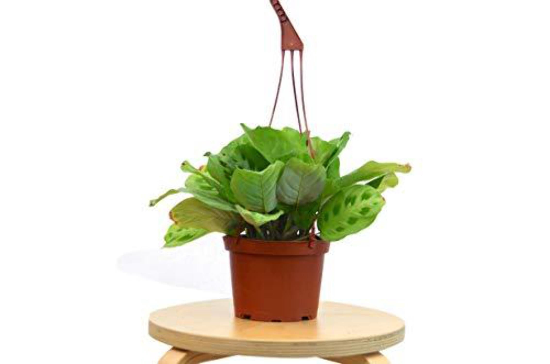 Maranta 'Leuconeura', 4" Pot, Indoor Houseplant, Easy Care, Live Plant for Indoor & Outdoor