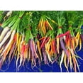 thumbnail image 4 of 500 Seeds RAINBOW CARROT MIX White Red Yellow Purple Orange Daucus Carrota Seeds, 4 of 8