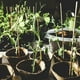 thumbnail image 2 of 20 piezas soporte para plantas de jardín, soporte para flores de hortensia, varilla de soporte para plantas en maceta, 2 of 6