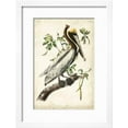 thumbnail image 2 of Brown Pelican, Animals Framed Art Print Wall Art by John James Audubon Sold by Art.Com, 2 of 6