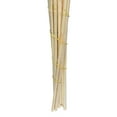 thumbnail image 3 of Vickerman 46" Dried Bleached Pampas Grass, 6 pieces per Pack., 3 of 4