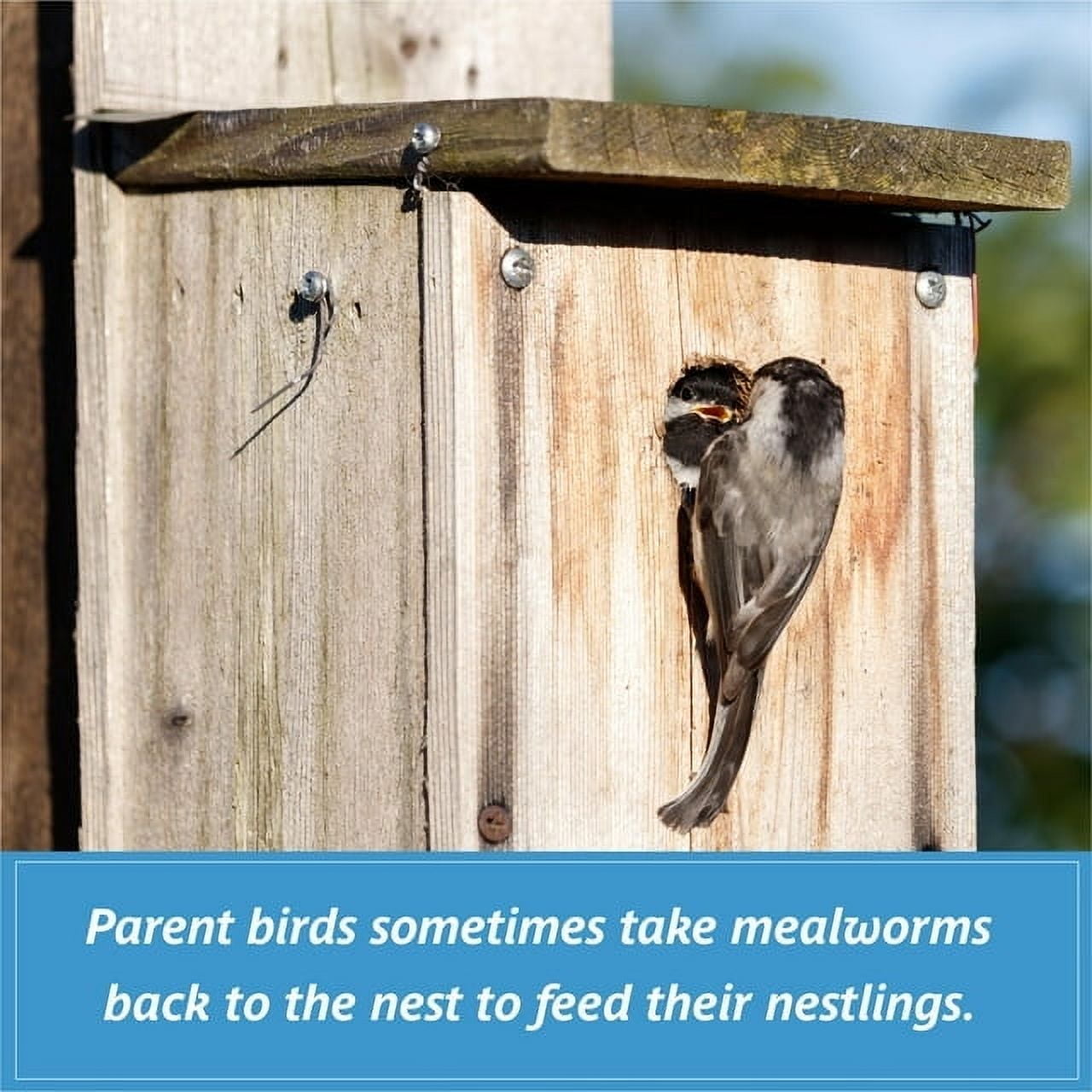 Pennington Wild Bird Starter Kit with Cedar Tray Bird Feeder Birdbath and 17.6 oz Mealworms