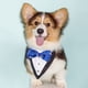 thumbnail image 3 of Esmoquin formal para perro, collar tipo bandana para boda, collar para perro con pajarita, collar tipo bandana ajustable para perro pequeño, mediano y grande, 3 of 8