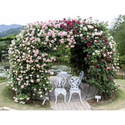 Seedville 5 Pink Climbing Rose Flower Seeds, Fragrant Butterfly Attracting Blooms