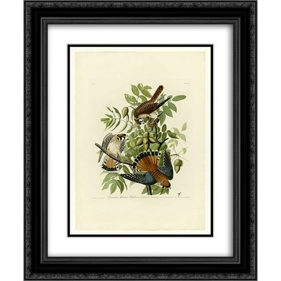 John James Audubon 2x Matted 20x24 Black Ornate Framed Art Print 'Plate 142 American Sparrow Hawk'
