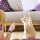 thumbnail image 2 of Labymos Juguetes para mascotas Bolas en forma, 2 of 7