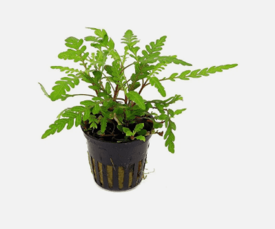 Hygrophila Pinnatifida Live Aquarium Plant – Single Bare Root Freshwater Aquatic Plant for Fish Tank Aquascaping