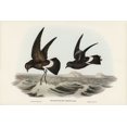thumbnail image 2 of Gould, John 18x13 Black Ornate Wood Framed with Double Matting Museum Art Print Titled - Wilsons Storm Petrel-Thalassidroma Wilsonii, 2 of 4