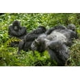 thumbnail image 2 of Souders, Paul 24x17 Black Ornate Wood Framed with Double Matting Museum Art Print Titled - Africa-Rwanda-Volcanoes National Park-Mountain Gorillas resting in rainforest, 2 of 4