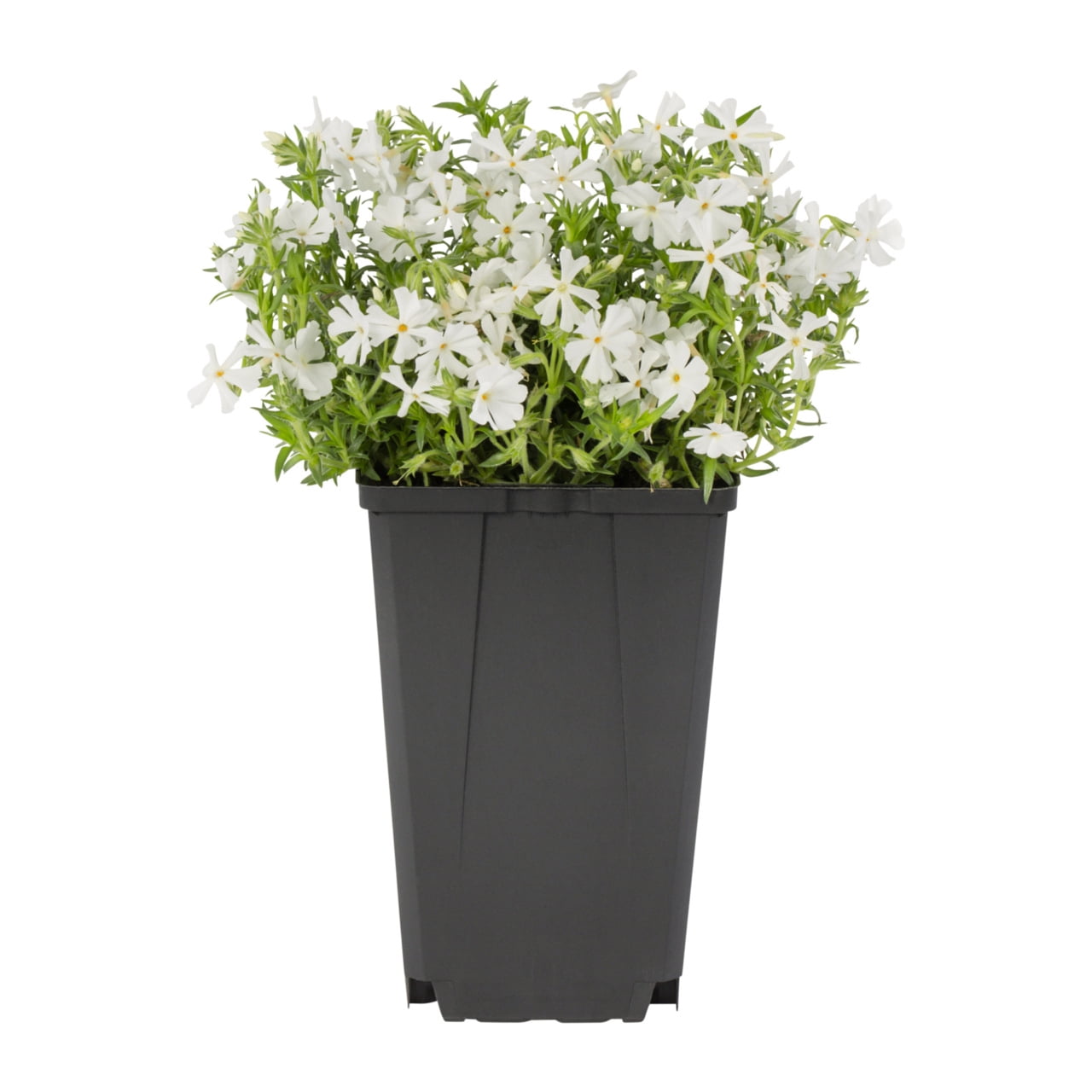 Expert Gardener 1.5PT White Phlox Subulata Live Perennial Plant Sun 5-Pack